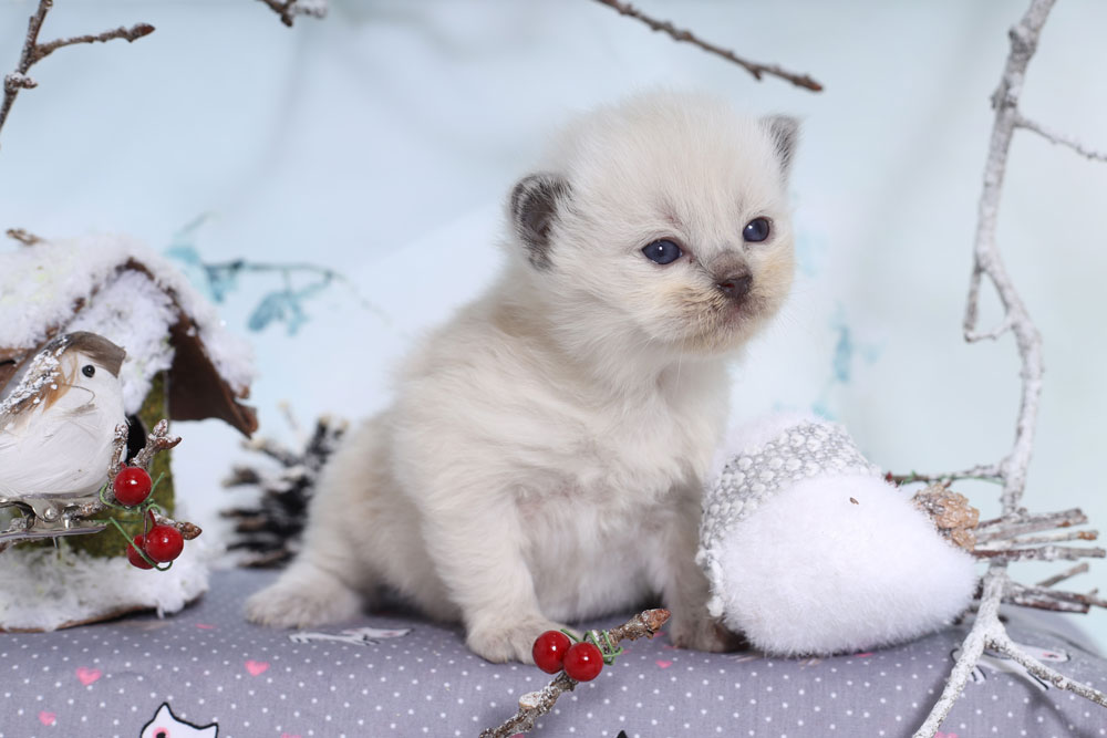 Nos Chatons Ragdoll Disponibles La Chatterie De Gailande