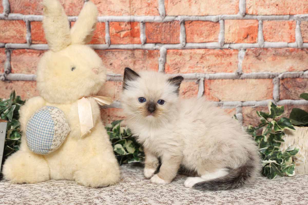 Nos chatons Ragdolls dans leurs nouveaux foyers - La Chatterie de Gailande