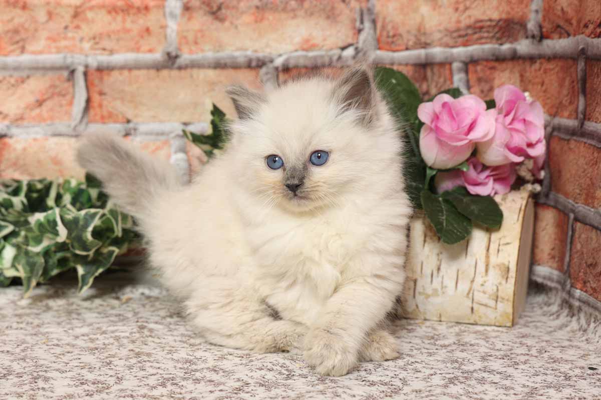 Nos chatons Ragdolls dans leurs nouveaux foyers - La Chatterie de Gailande