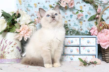 Chatons Ragdoll � vendre