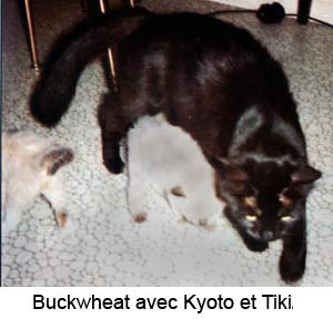Buckwheat avec Kyoto et Tiki
