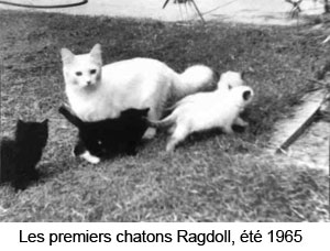 Les premiers chatons Ragdoll 1965