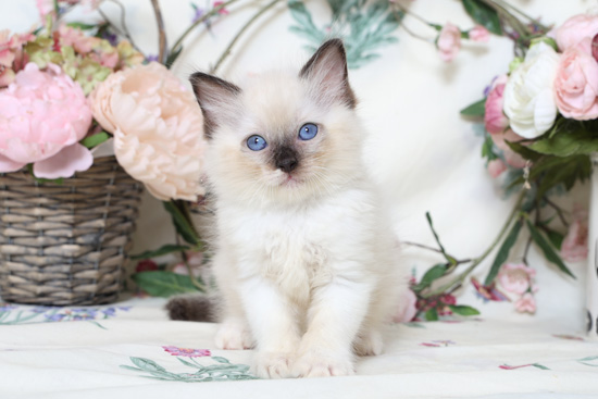 Sealpoint Ragdoll