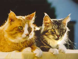 Sid Vichycoon et Betsy of Patriarca Maine Coons